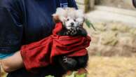 Baby panda dies due to 'stress caused by fireworks,' renewing calls to ban their sale