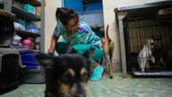 Cubans searching for a better future leave their pets behind