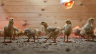 Shipment of thousands of chicks found abandoned in USPS truck now overwhelming an animal shelter