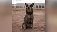 Trump's military parade is a dog and pony show. And the dog is named Doc Holliday