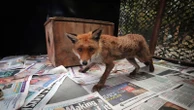 In London, the fox has its own ambulance service when it needs help