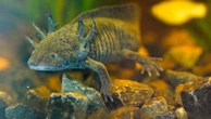 Scientists search for DNA of an endangered salamander in Mexico City’s canals