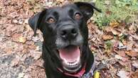 5-year-old dog gets adopted after 1,007 days in Delaware shelter“We knew that she was completing our family.”11/2/2023 04:20:55 EDT