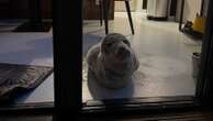 Hotel guest returns to room and finds seal taking a nap inside