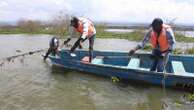 How the invasive water hyacinth is threatening fishermen's livelihoods on a popular Kenyan lake