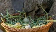 Chilean zoo stages an Easter egg hunt with treats for the animals
