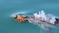Some Australian dolphins use sponges to hunt fish, but it's harder than it looks