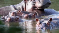 Colombia approves plan to cull roaming hippos linked to Pablo Escobar