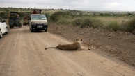 He lives alongside lions in Nairobi. The human-wildlife collision is dazzling — and dangerous