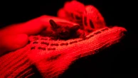 After harsh winter, Ukrainians find joy in releasing bats rescued from war