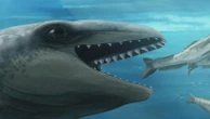This prehistoric whale had razor teeth, bulging eyes and a face only evolution could love