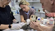 Cheetah cubs destined for illegal exotic wildlife trade rescued in Somaliland