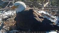 Friends of Big Bear ValleyBald eagle nest cam delights thousands watching chicks hatchHundreds of thousands have tuned into the 24/7 livestream.29 minutes ago