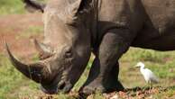 The number of rhinos is slightly up but poaching has increased too