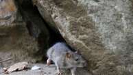 Rats! More rodents are infesting cities as scientists say warmer temperatures mean more rat babies