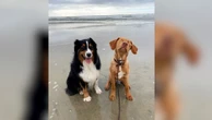 Blind dog's best friend acts as his guide dog Willie, a 2-year-old lab, was born with a rare condition. 12/18/2023 01:49:00 EST