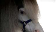 Greece's only miniature therapy horses bring joy to many, but their charity is struggling