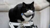 It's the 'purr-fect' job. Britain's top feline diplomat comes out of retirement