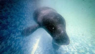 Hope floats in the Amazon as Bacuri, a young manatee, fights for survival
