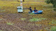 As climate risks grow, India's Bengaluru is trying to save its vanishing lakes