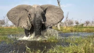 Tourists speak out after elephant charges at them