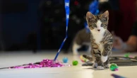 Welcome to kitten season, when animal shelters need all the help they can get