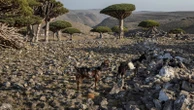 These trees exist in only one place. Climate change and goats threaten their survival