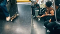 Stray kitten joins rat race aboard New York City subway, is later adopted by rescuerStand clear of the closing doors, purr-lease.44 minutes ago
