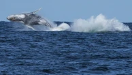 Commuter traffic stops for whales on Australia's humpback highway