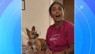 Chihuahua finds forever home after foster mom realizes he only responds to SpanishNacho was discovered wandering around an adoption center.31 minutes ago