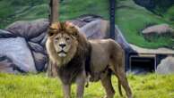 Inquiry launched at Belfast Zoo after worker allegedly locked in lion enclosure