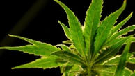 A drug made from marijuana reduced back pain in a large study