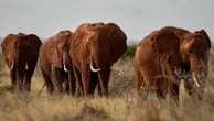 Kenyan farmers use bees and sesame to keep away marauding elephants