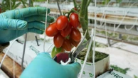 Here's how a major Mexican tomato exporter is affected by Trump's 17% tariff