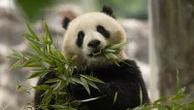 2 new giant pandas coming to the National Zoo from ChinaMeet the pair of pandas heading to the nation's capital, Bao Li and Qing Bao!5/29/2024 10:41:00 EDT