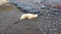 A rare polar bear showed up on the shores of Iceland. Police shot it