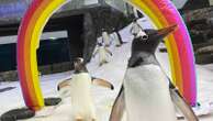 Sphen, one half of world-famous gay 'penguin power couple,' dies at age 11