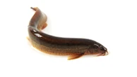 Experts issue warning about invasive fish that can survive out of water
