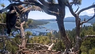 Viral Big Bear bald eagle chick leaves nest