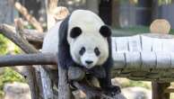 Giant pandas Bao Li and Qing Bao make public debut at National ZooFans can see the two bears for free or tune into the relaunched giant panda cam.20 minutes ago