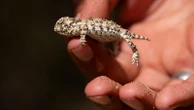 New endangered listing for rare lizard could slow oil and gas drilling in New Mexico and West Texas
