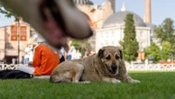 Turkey's top court upholds controversial law on culling of stray dogs