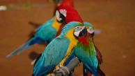 Photos show how an Indonesian motorbike mechanic became a macaw trainer