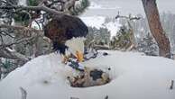 1 of Jackie and Shadow's viral bald eaglets dies amid severe winter stormThe beloved bald eagle pair welcomed three eaglets earlier this month.21 minutes ago