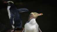 A shy penguin wins New Zealand's bird election after campaign filled with memes and tattoos