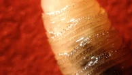 US plans to open fly factory in Texas as part of fight against flesh-eating parasite