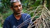Why Trump's tariffs could be a disaster for Brazil's acai industry and American consumers