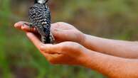 Red-cockaded woodpeckers' recovery in southeast leads to status change from endangered to threatened