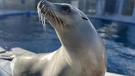 Scientists once thought only humans could bob to music. Ronan the sea lion helped prove them wrong