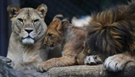 Czech zoo welcomes 4 rare Barbary lion cubs whose population is extinct in the wild